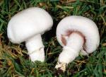 fungi images: Agaricus campestris